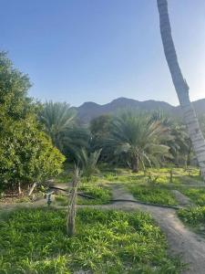 a pathway in a field with palm trees and grass at Alsalam Farmhouse in Hatta