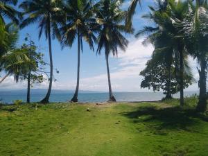 un grupo de palmeras en la playa en Cabinas Lawson, en Puerto Jiménez