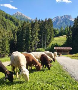 a herd of sheep grazing on the side of a road at Residenz Erschbaum in Valdaora