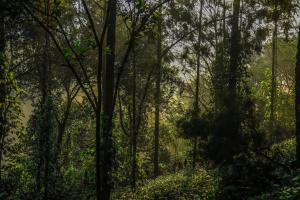 a forest filled with lots of lush green trees at Southern Panorama Indriya Resorts & Spa in Munnar