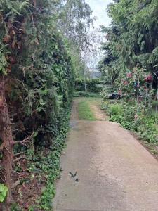 un camino en un jardín con arbustos y árboles en 2 Rooms Retro Guesthouse in a silent garden en Vecsés