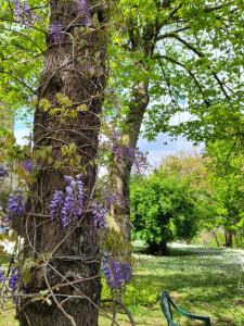 un banco sentado junto a un árbol con flores púrpuras en Sambuco di Sopra en Fratticciola Selvatica