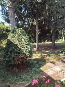 un cespuglio che è seduto accanto a un albero di 2 Rooms Retro Guesthouse in a silent garden a Vecsés