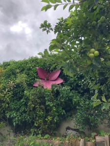un ombrello rosa che spunta da una siepe di The Piano House a Carlow