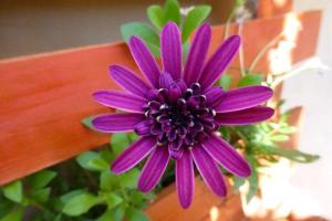Fotografie z fotogalerie ubytování Garden Fiorella v destinaci Cinisi