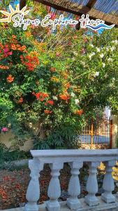 a white bench in front of a bush with flowers at Skyros Euphoria House in Skiros +26 photos