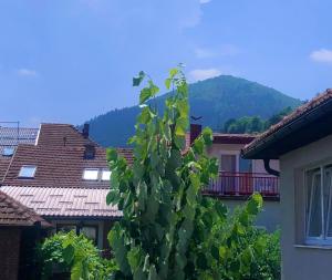 a green plant in a city with mountains in the background at Apartman Balkan in Visoko