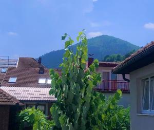 a green plant in a city with mountains in the background at Apartman Balkan in Visoko +16 photos