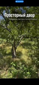 a tree in the middle of a grass field at Бухта гостевой дом in Cholpon-Ata