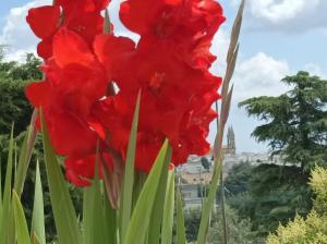 a group of red flowers with the view of versailles at Sognando Alberobello in Alberobello