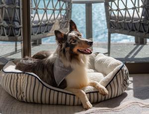 a dog laying in a dog bed on the floor at Waldorf Astoria Cancun in Cancún