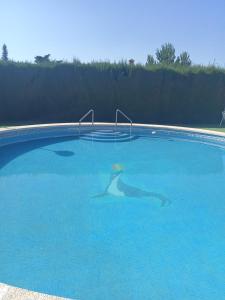 - une piscine avec un dauphin dans l'eau dans l'établissement El rincón de Dory, à Martos