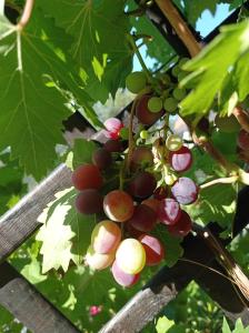 勒穆伊的住宿－HOME Ste Maxime，树上一束红白葡萄