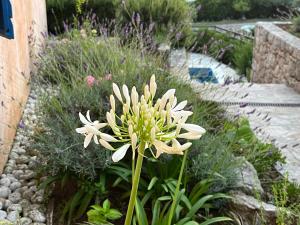 Zahrada ubytování Villa Authentica Lopud, Dubrovnik