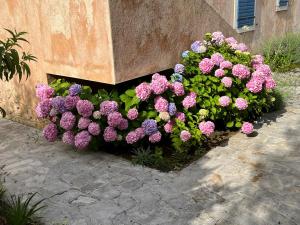 Zahrada ubytování Villa Authentica Lopud, Dubrovnik