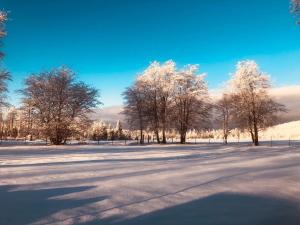 a group of trees in a snow covered field at Altes Forsthaus Königskrug in Braunlage