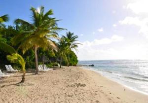 a sandy beach with palm trees and the ocean at Villa confortable à Sainte-Anne avec piscine privée in Sainte-Anne