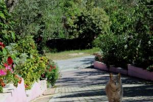 a cat sitting in the middle of a garden at Sergi Home in Raches