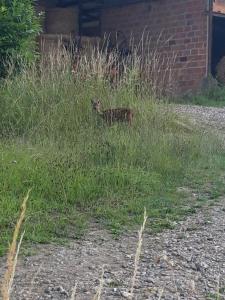 Billede fra billedgalleriet på Chambre d'hôtes chez CBL déco une pause charmante en normandie i Saint-Germain-des-Essourts