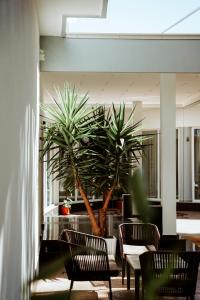 um grupo de cadeiras e uma palmeira no átrio em Atrium Deluxe Resort em Golem