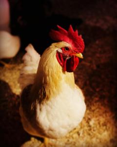 un pollo blanco y rojo con un peine rojo en Thunderbird Farm, en Kawartha Lakes
