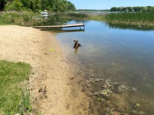 pies stojący w wodzie obok przystani w obiekcie Amazing Lakefront Retreat On Long Lake! home w mieście Portage