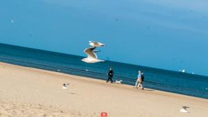 トシェンサチにあるPark Resort Trzęsaczの人と犬と海上を飛ぶカモメ