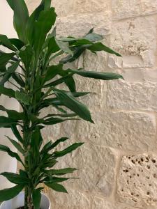 a green plant in a vase next to a brick wall at BROS. Bed and Breakfast in Turi