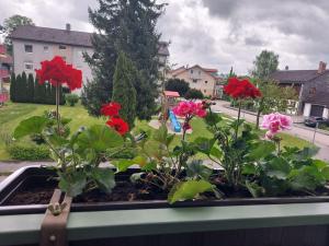 a window sill with flowers in a window box at Ferienwohnung Schallinger in Teisendorf