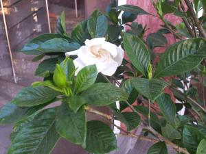 Imeri Hotel في يوريكي: وردة بيضاء على نبات عليه اوراق خضراء