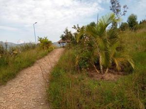 a dirt road with a palm tree on the side of a field at Imuhira Campsites&CBT in Macuba
