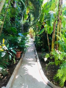 a path through a tropical garden with palm trees at Hôtel Tropicana Majunga in Mahajanga