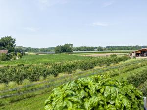 a field full of green lettuce in a field at Loft Schwenck in Kressbronn am Bodensee