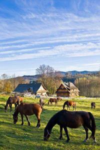 grupa koni pasących się na polu w obiekcie U Prezesa w mieście Lutowiska