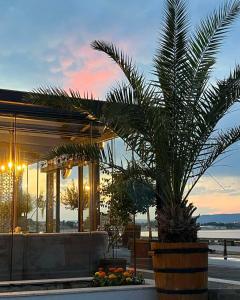 a palm tree in a planter in front of a building at Paradiso Dreams Hotel in Nesebar