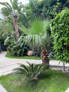 a group of palm trees in a garden at Апартаменты 1+1 с выходом на бассейн in Kemer
