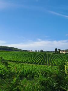 een wijngaard met een blauwe lucht op de achtergrond bij The Green House in Troghi in Troghi