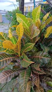 Φωτογραφία από το άλμπουμ του 4 seasons mini house σε Nakhon Si Thammarat