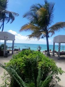 een strand met palmbomen en banken en de oceaan bij Mango Beach House in Jambiani