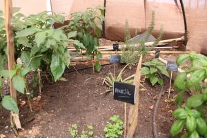 a garden with plants and a sign that says basil at Eco Terra by Sea You There Fuerteventura in Puerto del Rosario