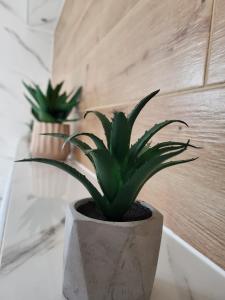 two plants in a concrete pot on a table at Apartment Dado in Slunj