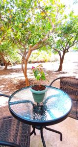 a table with a potted plant on top of it at Dream House Souda in Souda