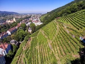 une vue aérienne sur un vignoble sur une colline dans l'établissement Citynahes Apartment für die ganze Familie oder Gruppen in ruhiger Lage, à Fribourg-en-Brisgau 6 autres photos