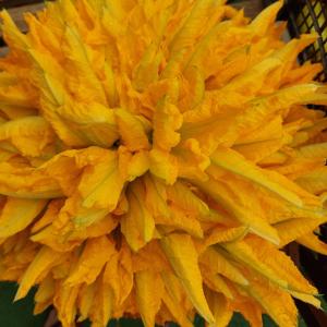 a close up of a yellow flower at Arcamyrtus in Alghero