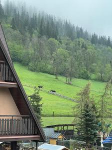 波罗宁Apartament KALINA - Ostoya Twoya的两匹马在绿地中牧,有山