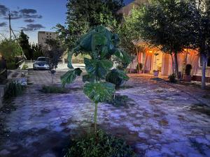 a plant in the middle of a street at Koonjak in Bukhara