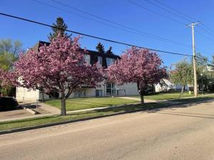 two trees with pink flowers in front of a house at Stunning 1 Bedroom Apartment in Camrose