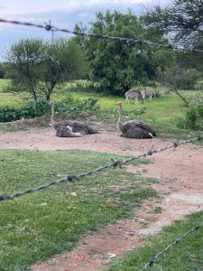 three ostriches laying on the ground with zebras in the field at Kings view exclusive villas (KVEV) in Pretoria-Noord