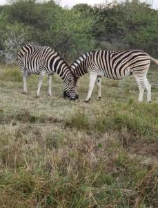 two zebras grazing in a field of grass at Kings view exclusive villas (KVEV) in Pretoria-Noord