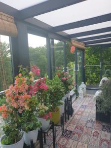 a greenhouse with flowers in pots on a patio at Cozy room with a beautiful garden view in Baunatal